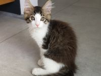 Maine Coon Mix Kitten Kätzchen "Smoky" männlich mit