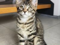 Maine Coon Mix Kitten Kätzchen "Nelly" weiblich mit