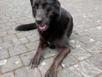 Nora, schwarze Schönheit sucht neues Zuhause