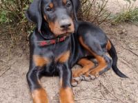 Unsere Babys sind am 29.4 22 geboren. Es sind 4 Rüden