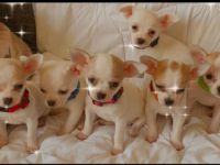 Die kleinen Chihuahua Welpen suchen ein neues,