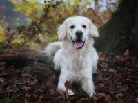 Bennet vom Löwenhof