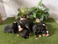 Meine Brinja hat am 04.07.2022 sechs Welpen bekommen.