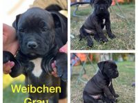 Hallo Am 27.05.2022 hat unsere Alma(OEB)mit ihrem