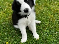Am 16.05. sind unsere Border Collie Welpen zur Welt