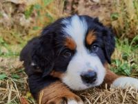 ZWEI RÜDEN suchen noch ein Zuhause. Hallo liebe Berner