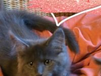 ❣️Babykatzen, Maine Coon Kitties *Blue Smoke*❣️ Wir