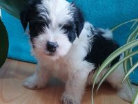 Unsere kleinen Fellnasen haben am 02.06.22 das Licht