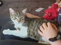 Mimi, Schweren Herzens müssen wir uns von unserer Katze