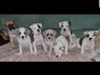 Wir suchen Kuschelpersonal u dürfen ausziehen. Sind am