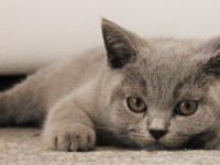 Unsere britische Katze 29.03.2022 hat 4 wunderschöne