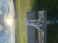 Hallo zusammen, wir suchen für unseren 6 Monate alten