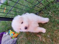 Noch einen süssen kräftigen und gesunden Rüdenwelpe in