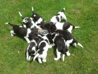 Welpen bedarfsdeckend füttern