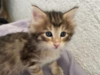 Habe noch zwei Kitten zu vergeben Sie sind am 30.5.2022