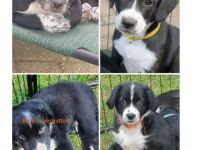 Ein Traumprinz und zwei Prinzessinnen suchen ihr