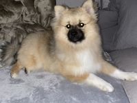 Charly sucht ein neues liebevolles zuhause! Er ist