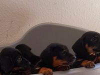 Hallo Dackelliebhaber Unsere Dackelpaar hat am 07.04