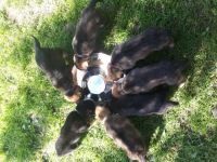 Die Vizemeisterin der IFH 2021, Dasha von der