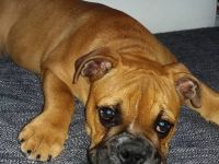 Ein schöner vielversprechender Hund sucht seine Familie