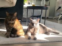 Ole und Mia, Es fällt mir schwer, diesen Text zu