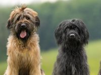 Wäller vom Bodensee