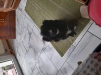 Juan ist ein kleiner Wildfang aus Bulgarien zur Zeit