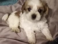 Hallo, wir sind Yorkshire Terrier 3 Mädchen, 4 Jungs