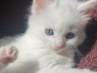 Wunderschöne Maine Coon mix sind sehr aufgeweckt, gehen