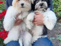 Hallo Freunde, Es ist noch 1 sehr schöner Havaneser