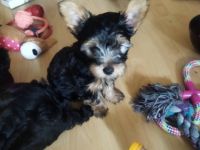 Hallo liebe Yorkshire Terrier . Herzllich Willkommen.