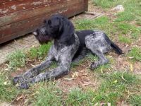 Blossom vom Muchhausener Feld, Deutsch-Drahthaar