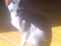 Cleo und Georg, Ich suche für meine zwei Syhnx Katzen