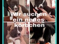 Aus unserem Wurf, suchen zwei Rüden und vier Hündinnen