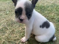 Drei von sieben Welpen suchen noch immer ihren