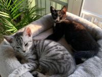 Hallo zusammen, unsere Lou hat am 27.April.22, 4 Kitten