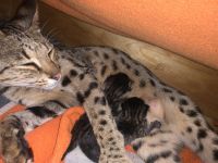 Die zwei Kater wurden am 20.07.22 geboren. Sie stammen