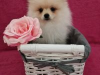 Unsere 5 wundervollen Zwergspitzwelpen sind am 29.04.22