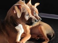 Unsere Russkiy Toy Terrier Hündin hat am 1. Mai 2