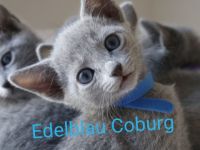 Edelblau Coburg