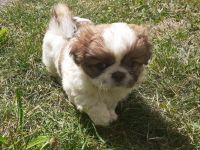 4 Welpen, reinrassige Pekinesen 3 Rüden 1 Mädchen die