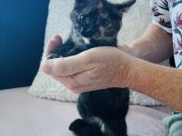 Unsere Bella hat ihre Zucker süßen kitten am 1.05.22