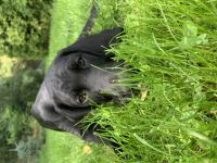 Zuchtgemeinschaft Slatinska (Tschechische Republik)