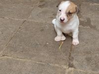 Am 22.6.22 wurden 6 Süße Welpen geboren. Es sind 5