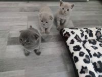 Unsere süße Katze hat am 23.5 Nachwuchs bekommen und 4