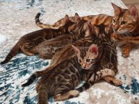 Liebe Katzenfreunde, wir haben zuckersüße Goldschatz