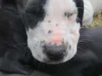 Wir haben noch vier Welpen abzugeben die ein neues zu