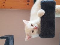 3 von unseren 5 Kitten suchen noch ein gemütliches