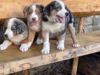 Mini Australien Shepherd Welpen Suchen Einen Freund &