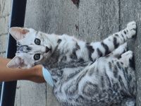 Exklusive, reinrassige Black Silber Bengal Junge